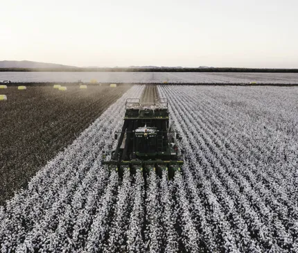 Kimberley Cotton Company Gin Aerial View Front On Of Tracktor Picking Cotton Kununnurra on Kimberley Cotton Gin