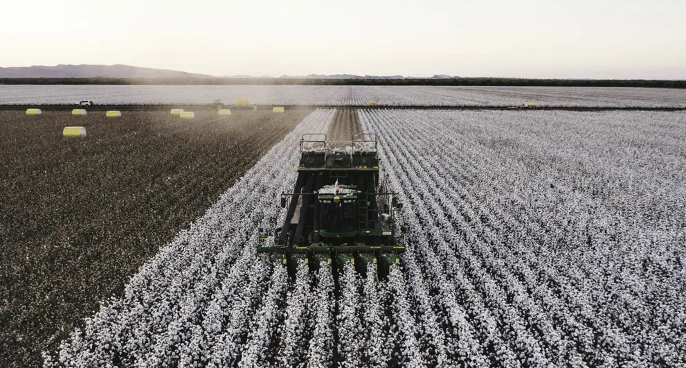 Aerial view of a cotton harvester in the kimberley cotton growing region of western australia in a cotton field harvesting rows of cotton