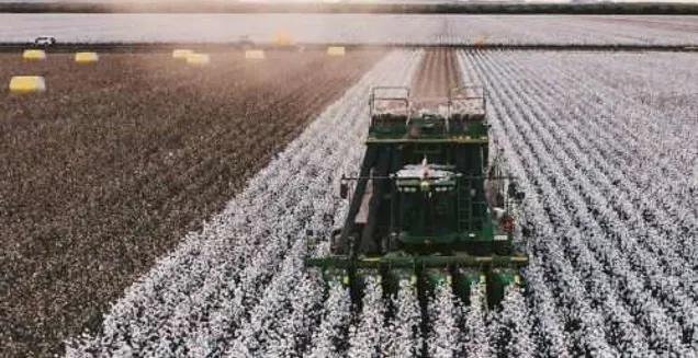 cotton farming